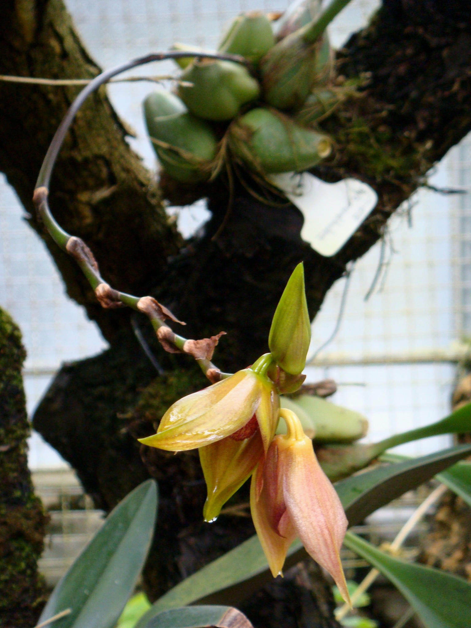 Bulbophyllum mandibulare Reichenbach f.